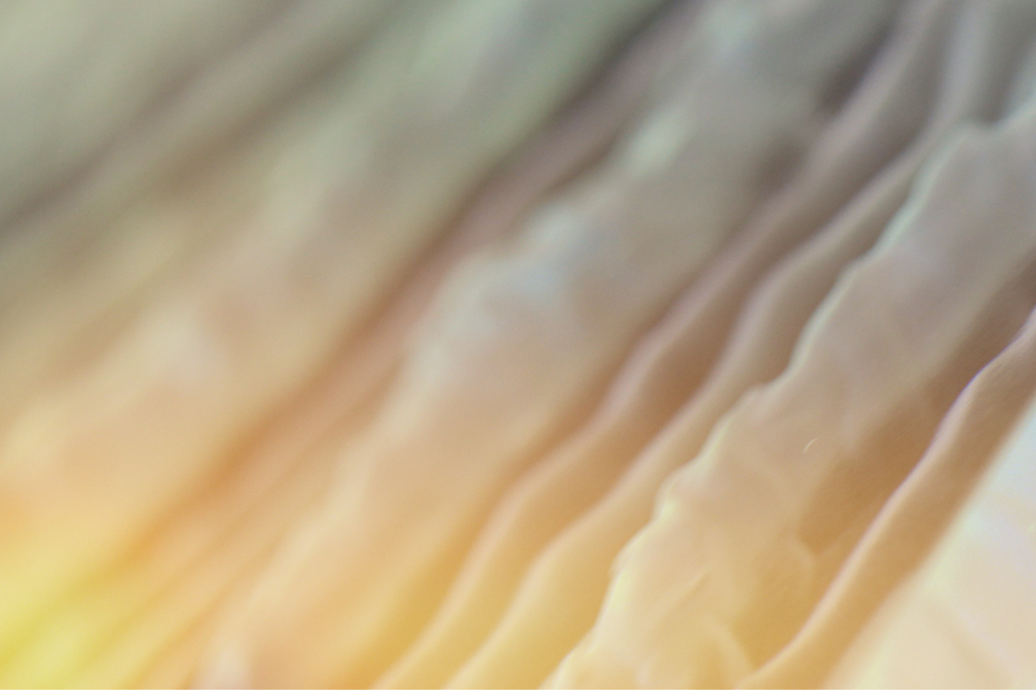 Outlook & Convictions n°12 : Entre Catalyseurs et Incertitudes