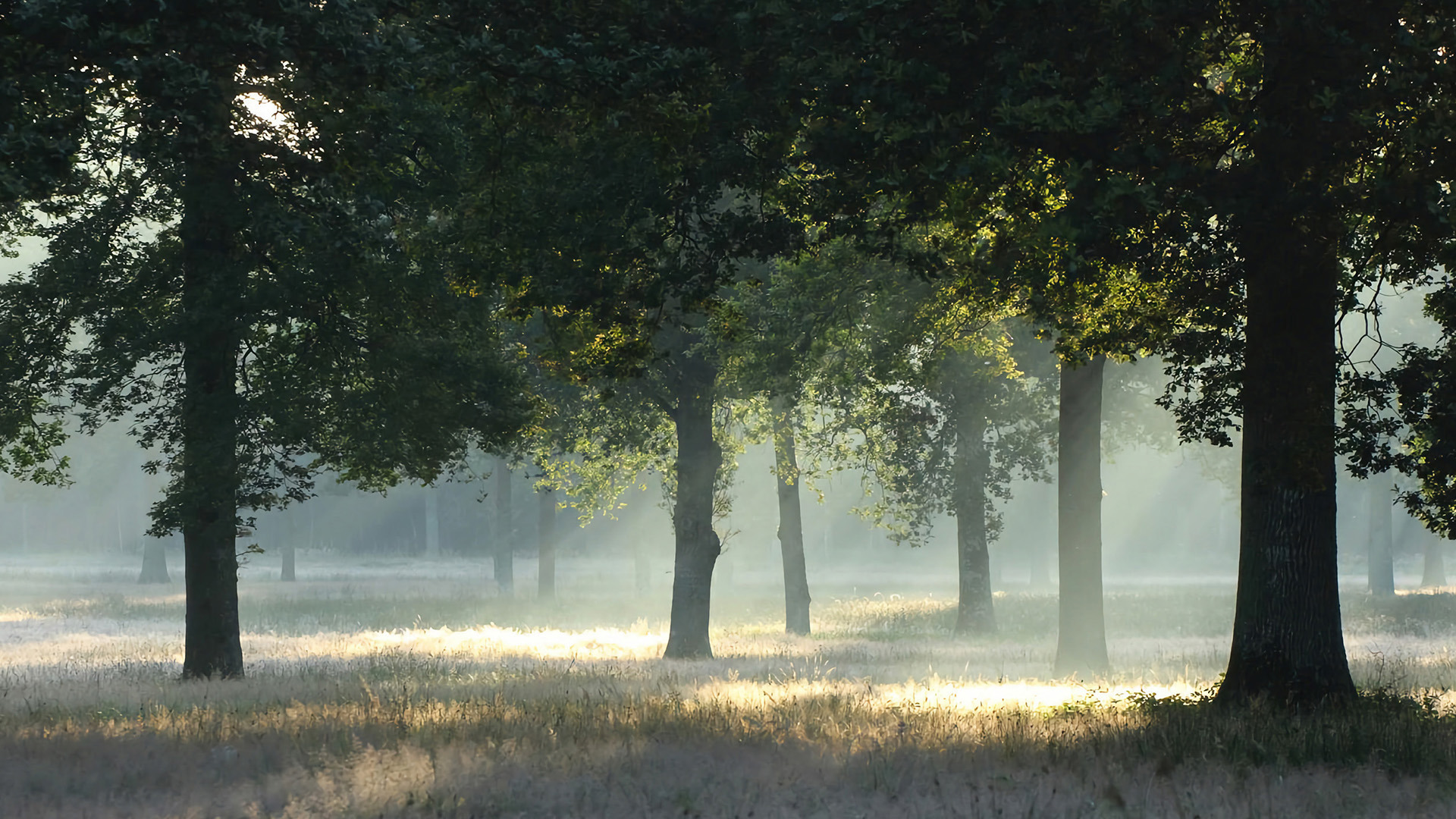 Sous-bois de la Ferme des Trente Arpents, Favières, France